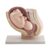 AonVengeur Anatomy Model of 9-Month Fetus in Pelvis, Human Body Model for Anatomy Study, 38-Part Figure Model with Placenta & Organs, PVC Material
