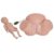 AonVengeur Anatomy Study Tools, Human Anatomy Model with Abnormal Labor Scenarios, Anatomical Models for Physiology Study, Figure Model Demonstrates Dystocia Training