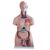 AonVengeur Anatomy Study Tools, Human Body Model with 40 Removable Parts