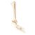 AonVengeur Detailed Tibia and Fibula Bone Figure for Anatomy Study Tools