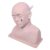 AonVengeur Human Ear Anatomy Study Model with 15 Pathological