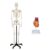 Axis Scientific Life-Size Skeleton & Heart Anatomy Model Bundle