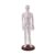 Bffcnl Human Meridian Model Clear Markings Therapeutic Needling Figure with 360-Degree Rotating standDegree Rotatable Human Body Model with Base , 52CM , Style to 2
