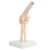 Big Elbow Joint Model Human Elbow Joint Model Anatomy Model Human Elbow Joint Model with Ligaments with Lightweight Display Base Anatomical Model for Study Display Teaching