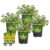 Bonnie Plants Greek Oregano, Live Plants, with Miracle-Gro Pour & Feed Singles Ready-to-Use Plant Food, 4-Pack, 19.3 oz.