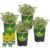 Bonnie Plants Lemon Thyme, Live Plants, with Miracle-Gro Pour & Feed Singles Ready-to-Use Plant Food, 4-Pack, 19.3 oz.