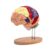 Brain Model for Science Class, 4 Parts