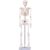 breesky 33.4” Human Skeleton Model for Anatomy Study: