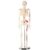 breesky Mini Human Skeleton Model: Metal Stand & Removable Arms & Legs –