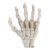 BSTiltion Halloween Skeleton Hands for Teaching, Durable Plastic