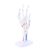 BSTiltion Human Hand Skeleton Model Detailed Bendable Joint Muscle Life Size Colored PVC for Education Science Classroom Display
