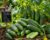 Bush Gift Cucumber Seeds – Compact High-Yield Variety for Planting