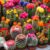 Cactus Variety Mix Seeds for Planting – Mixed Cactaceae Species