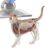Cat Anatomy Model – 4D Veterinary Learning Aid | Educational Study Cube