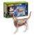 Cat Skeleton – Anatomy Model 4D Veterinary Learning Tool