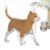 Cat Skeleton Anatomy Model 4D Teaching Aid