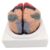 Cerebral Cortical Partitioning Model – Human Brain Anatomy Model, 8 Detachable Parts, with Colored and Numbered Regions – Includes Base, Detailed Product Manual