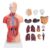 Cerlyiont Human Torso Model Anatomy Teaching Aid with Detachable Organs for Classroom Study