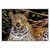 Cheetah Scratch Art for Teens & Adults, 15.94×11.22 Inch Rainbow Scratch