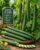 Chinese Wonder Cucumber Seeds – Heirloom Variety for Planting