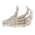 Chiyyak Halloween Skeleton Hands, Lightweight Hand Bone Model with Anatomical Structure for Medical Teaching Tool Decor