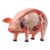 Chosertory 4D Pig Dissection Model Detachable Science Model for Kids Boys and Girls