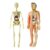 Chosertory Human Body Model Skeleton Model Removable Parts Learning Tool Suitable for Physiology Students Science Classroom Home Education