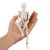 CNAFGBGG Mini Skeleton Toy for Kids 7.87inch Halloween Detachable Movable Joint Decorative Tabletop Skeleton Model for Halloween Easter Party Teaching ..
