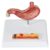 Comparative Human Stomach Anatomical Model with Tissue Contrast Structure, Detailed Gastric Organ Display Kit for Biology Classroom Teaching & Visual Learning