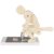 Correct Lifting Model Human Weightlifting Spine Force Demonstration Model