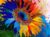 Cross & Glory – Sunflower Kaleidoscope – 1000 Piece Jigsaw Puzzle for Adults | Colorful Flower Artwork | Challenging and Fun Activity | Great Gift for Garden Lovers
