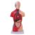 Cryfokt Human Body Model, 15 Piece Anatomy Physiology Study Tools with Detachable Organs for Medical Student Learning
