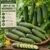 Cucumber Envy of the Neighbors F1 Seeds – Hybrid Variety for Planting