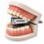 Denture Shaped Stapler Funny Tooth Design Desktop Office Supplies