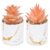 Der Rose Set of 2 Fall Artificial Succulent Plants, Mini Fake Succulents, Fall Decorations for Office Desk Bathroom Shelf Bedroom, Thanksgiving Decor