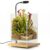 Desktop Glass Plant Terrarium with Grow Light (5.9″ x 5.9″ x 9″) & Bamboo Base, Enclosure Kit with Watering Bottle for Carnivorous Plants, Venus Flytrap, Moss & Betta Fish, Home Office Decor
