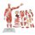 Detachable 27 Parts Human Body Muscle Model with 375 Digital Signs and Internal Organs, 80cm/31.5in High Muscle Distribution Model for Biology Classroom Instruction