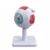 Detachable Human Eye Dissection Model Ophthalmology Institution Medical Teaching Model Triple Magnification Eyeball