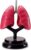 Detachable Human Internal Organ Anatomy Model Lung Medical Teaching Aid