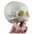 DFEDHF Anatomy Models Human Fetal Medical Skull Anatomical Skeleton Model Learning Teaching Supplies for Medical Science Teaching Science Tool Study Tools