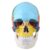 DriKou Human Skull Anatomical Model Colored Adult Skull Teaching Instrument