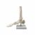 DuskHaven Human Skeletal Joint Model Bone Model with Detailed Ligaments and Muscle Attachment Points in PVC Construction Suitable for Classroom Teaching Medical, Foot Wo Ligament