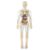 Educational Human Body Anatomy Model Clear Anatomical Human Skeleton Model with Detachable Organs Biology Teaching Tool Exhibition