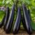 Eggplant Long Pop Seeds – Long Fruit Variety for Planting