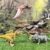 EKU Dinosaur Toys Wing Flapping Pterodactyl Toy Quetzalcoatlus, Chomp Action T Rex Tyrannosaurus, Head Moves Attack Triceratops Realistic Dino Action Figures for Kids 3-12 Jurassic World Toys