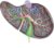 Enlarged Liver Gallbladder Model Human Digestive Visceral Anatomy Teaching