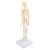 Fabater Human Skeleton Model for Anatomy, Articulated Joints Removable, Exquisite Craft Human Body Skeleton, Educational Model for School, Holiday Decoration