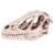 Fabater Resin Dinosaur Skull Model, Lifelike Animal Skeleton Replica, Home Office Desktop Decor, Teaching Prop for Dinosaur Enthusiasts, EcoFriendly Craft Gift