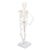 Fabater Skeleton Model, 45CM Mini Human Body Skeleton Model, PVC with Movable Arms Legs and Detachable Metal Stand for Students Chiropractors Physical Therapists