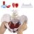 Female Pelvis for Perineum Model – Life Size Female Pelvic Floor Muscle Anatomical Model, with Two Lumbar vertebrae, Removable Organs, Magnetic Mounting – for Teaching, Learning, Display